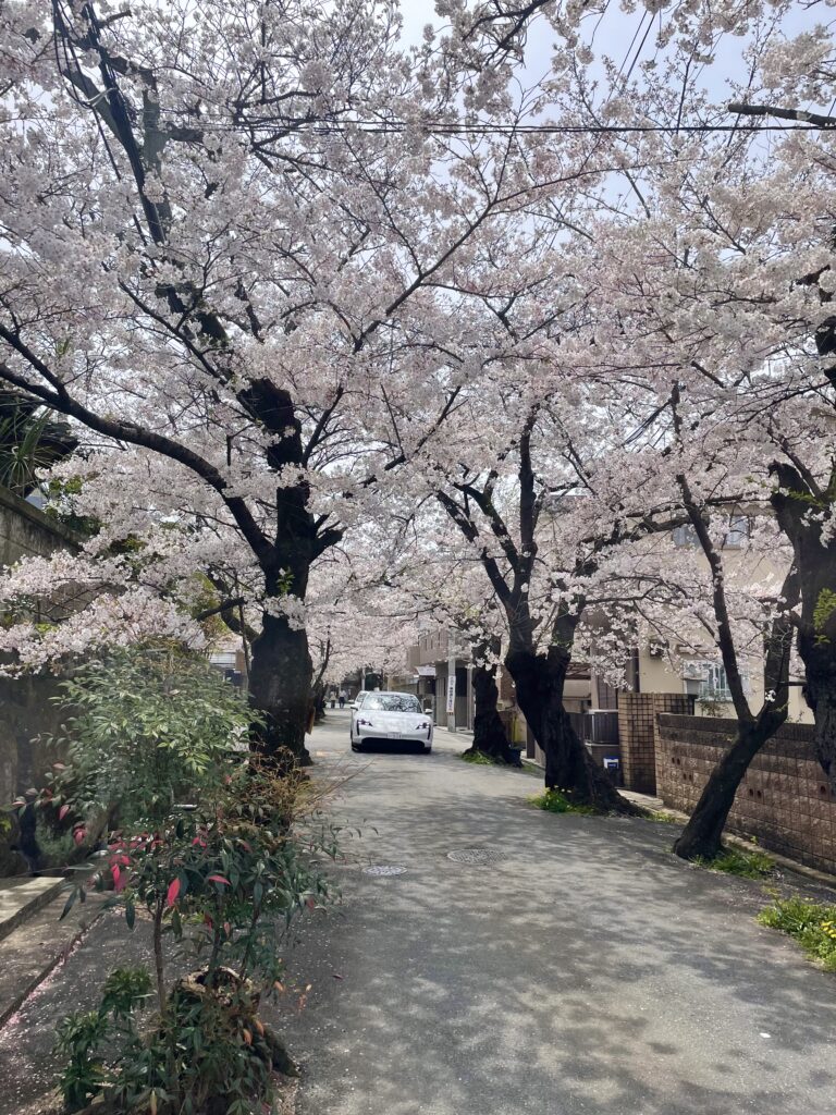 桜とポルシェタイカン